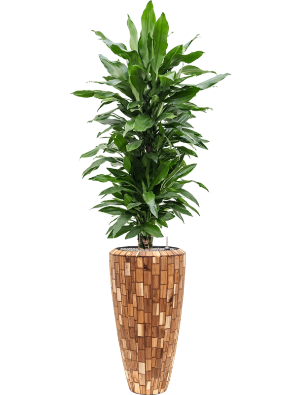 Ansamblu D35xH186cm cu planta naturala Dracaena fragrans 'Janet Lind' in ghiveci Baq Facets Jenga all inclusive set cu granule decorative