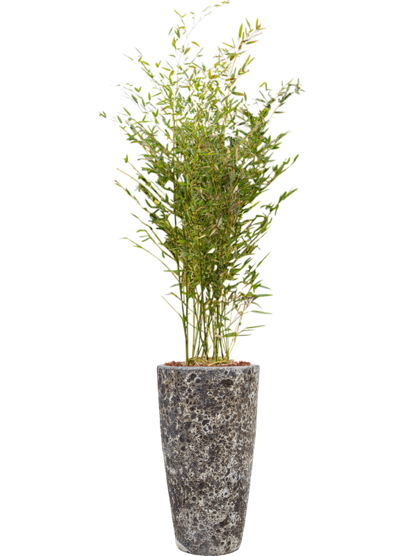 Ansamblu D35xH187cm cu planta naturala Phyllostachys bissetii in ghiveci Baq Lava all inclusive set cu granule decorative