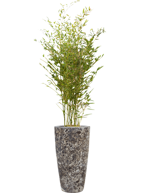 Ansamblu D35xH187cm cu planta naturala Phyllostachys bissetii in ghiveci Baq Lava all inclusive set cu granule decorative