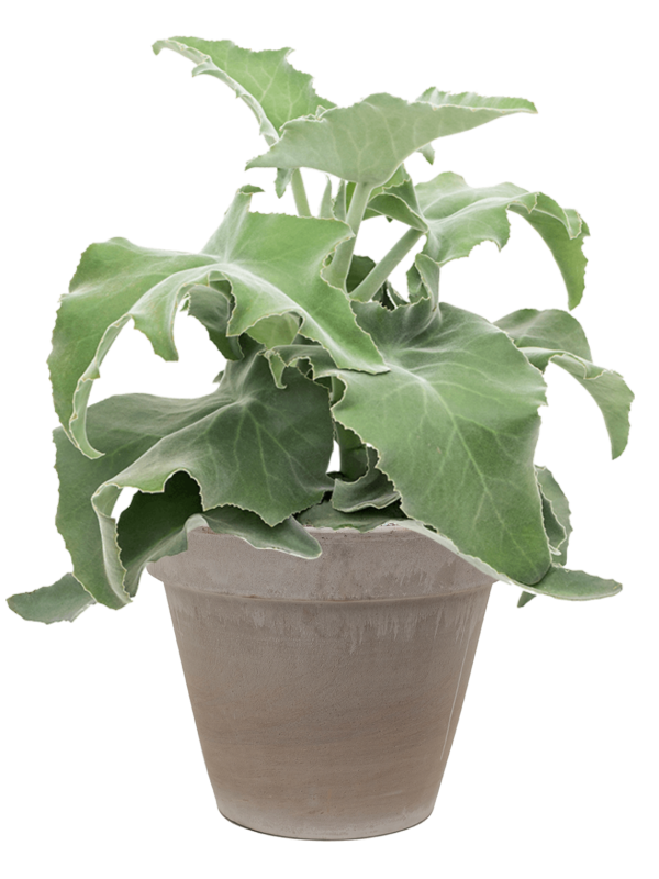 Ansamblu D35xH68cm cu planta naturala Kalanchoe beharensis in ghiveci Terra Cotta all inclusive set cu granule decorative