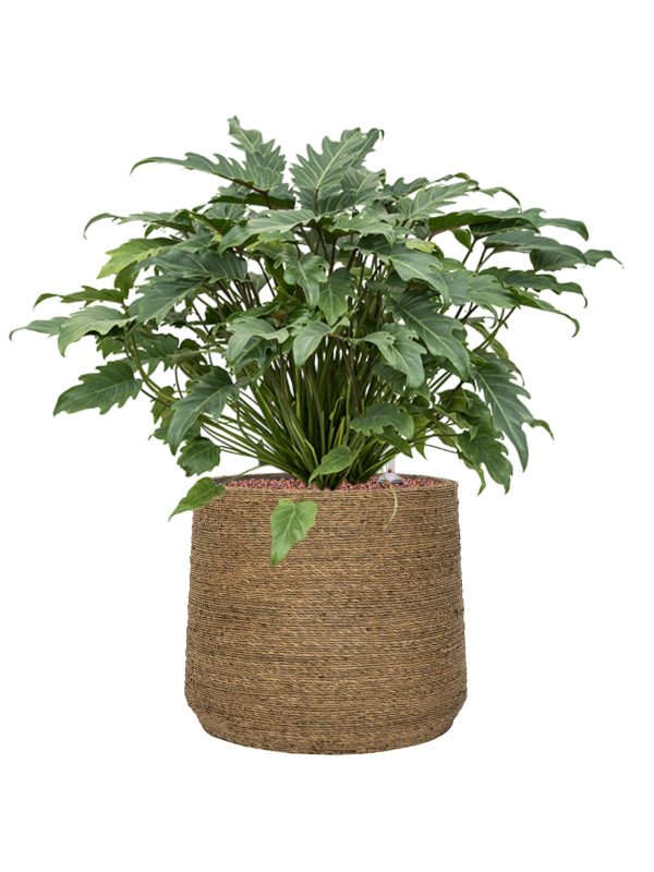 Ansamblu D35xH68cm cu planta naturala Philodendron 'Xanadu' in ghiveci Bohemian all inclusive set cu granule decorative