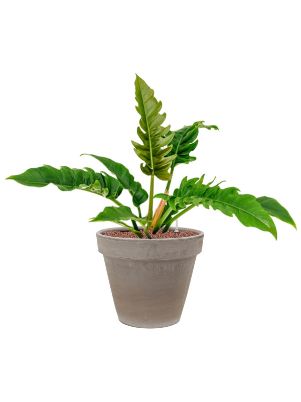 Ansamblu D35xH74cm cu planta naturala Philodendron 'Narrow' in ghiveci Terra Cotta all inclusive set cu granule decorative