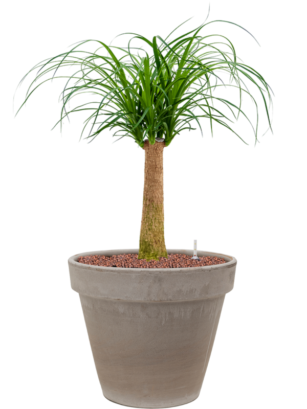 Ansamblu D35xH77cm cu planta naturala Beaucarnea recurvata in ghiveci Terra Cotta all inclusive set cu granule decorative