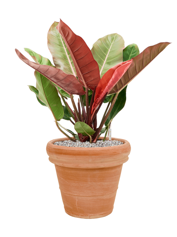 Ansamblu D35xH78cm cu planta naturala Philodendron 'Prince of Orange' in ghiveci Terra Cotta all inclusive set cu granule decorative