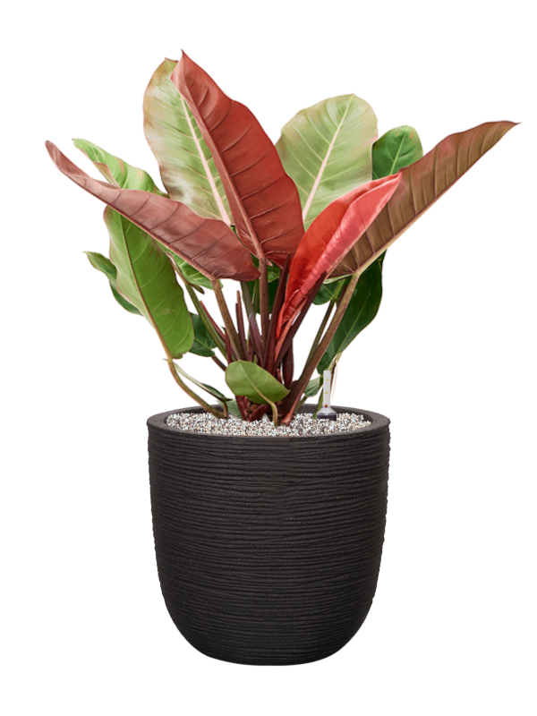 Ansamblu D35xH79cm cu planta naturala Philodendron 'Prince of Orange' in ghiveci Capi Nature Rib NL all inclusive set cu granule decorative