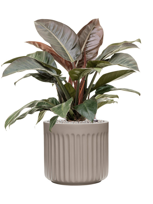 Ansamblu D35xH80cm cu planta naturala Philodendron `Imperial Red' in ghiveci Doric Natural all inclusive set cu granule decorative