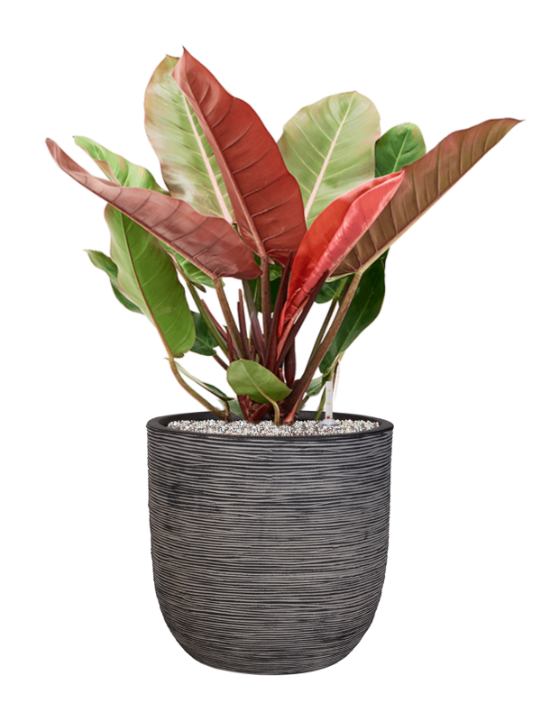 Ansamblu D35xH80cm cu planta naturala Philodendron 'Prince of Orange' in ghiveci Capi Nature Rib NL all inclusive set cu granule decorative