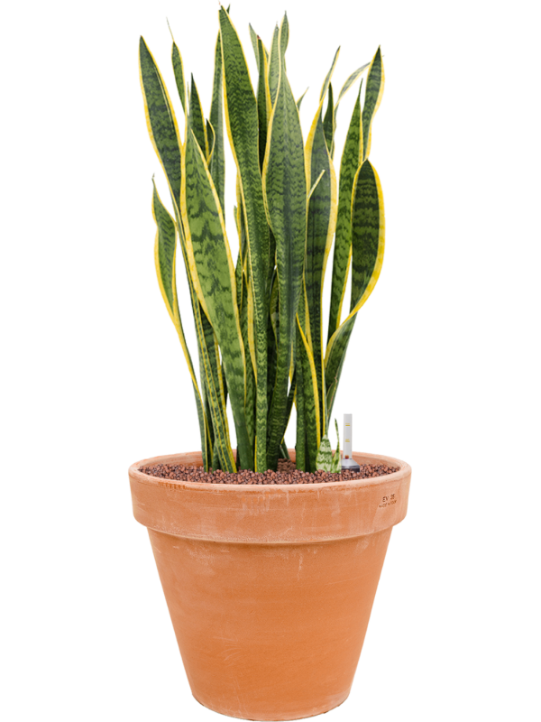 Ansamblu D35xH80cm cu planta naturala Sansevieria trifasciata 'Laurentii' in ghiveci Terra Cotta all inclusive set cu granule decorative