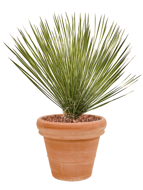 Ansamblu D35xH81cm cu planta naturala Yucca elata in ghiveci Terra Cotta all inclusive set cu granule decorative