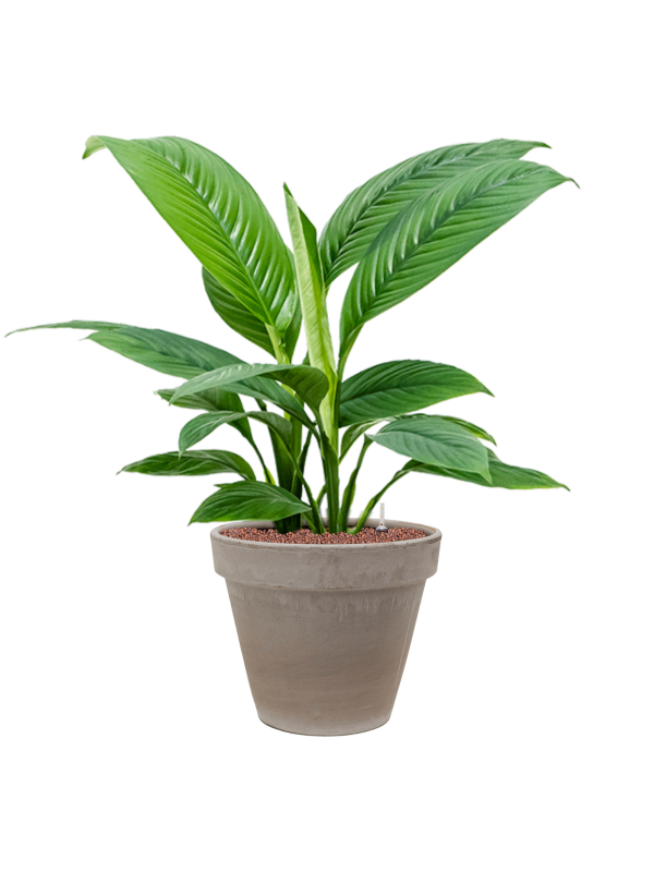 Ansamblu D35xH85cm cu planta naturala Spathiphyllum 'Sensation' in ghiveci Terra Cotta all inclusive set cu granule decorative