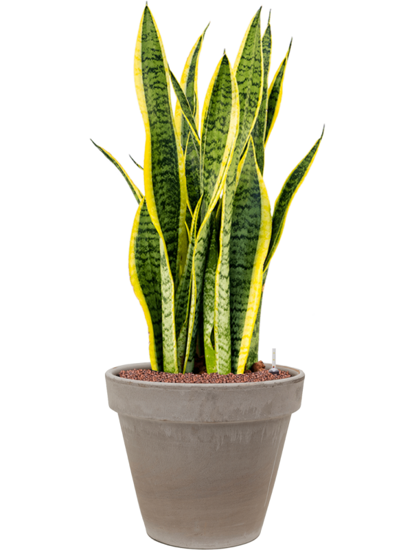 Ansamblu D35xH88cm cu planta naturala Sansevieria trifasciata 'Laurentii' in ghiveci Terra Cotta all inclusive set cu granule decorative