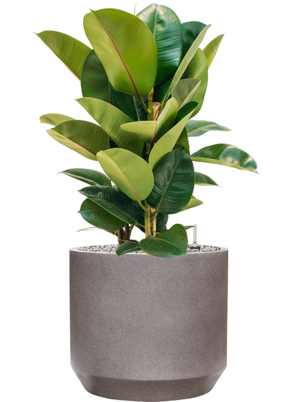 Ansamblu D35xH89cm cu planta naturala Ficus elastica 'Robusta' in ghiveci Rotunda Urban all inclusive set cu granule decorative