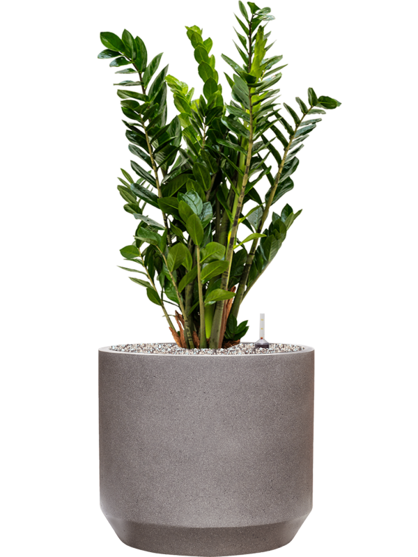 Ansamblu D35xH90cm cu planta naturala Zamioculcas zamiifolia in ghiveci Rotunda Urban all inclusive set cu granule decorative