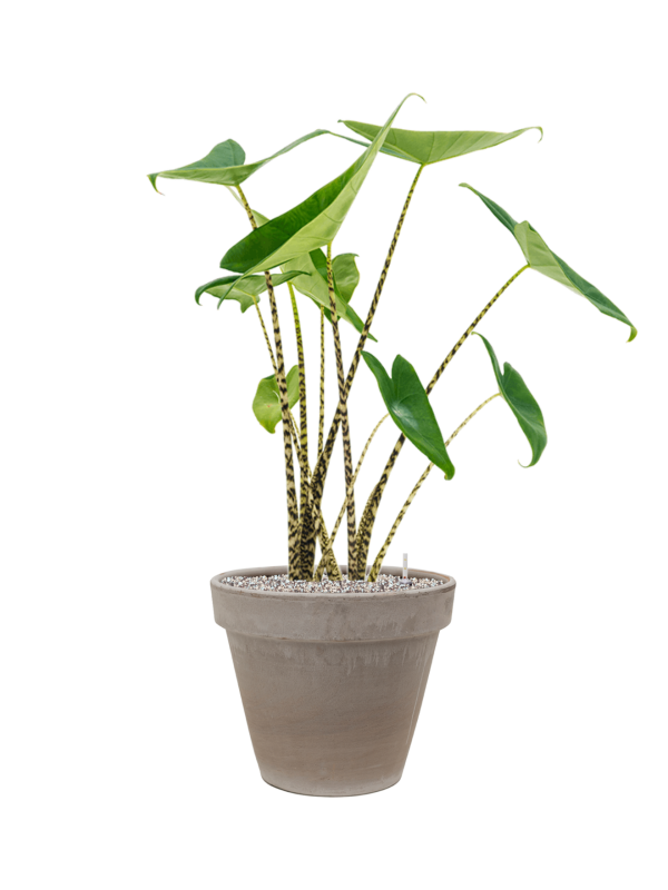 Ansamblu D35xH92cm cu planta naturala Alocasia zebrina in ghiveci Terra Cotta all inclusive set cu granule decorative
