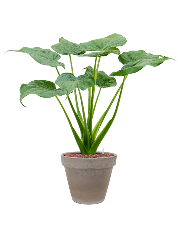 Ansamblu D35xH97cm cu planta naturala Alocasia cucullata in ghiveci Terra Cotta all inclusive set cu granule decorative