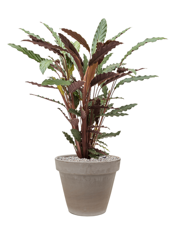 Ansamblu D35xH97cm cu planta naturala Calathea rufibarba 'Wavestar' in ghiveci Terra Cotta all inclusive set cu granule decorative