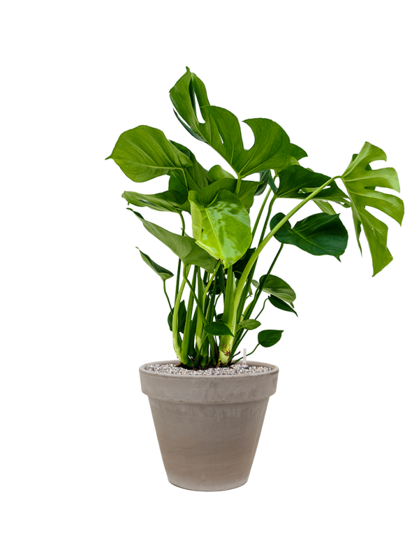 Ansamblu D35xH98cm cu planta naturala Monstera deliciosa in ghiveci Terra Cotta all inclusive set cu granule decorative