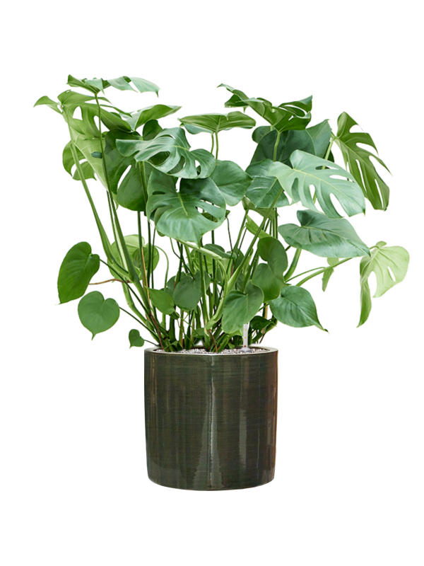 Ansamblu D36xH102cm cu planta naturala Monstera deliciosa in ghiveci Plain Striped all inclusive set cu granule decorative