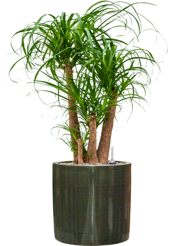 Ansamblu D36xH103cm cu planta naturala Beaucarnea recurvata in ghiveci Plain Striped all inclusive set cu granule decorative