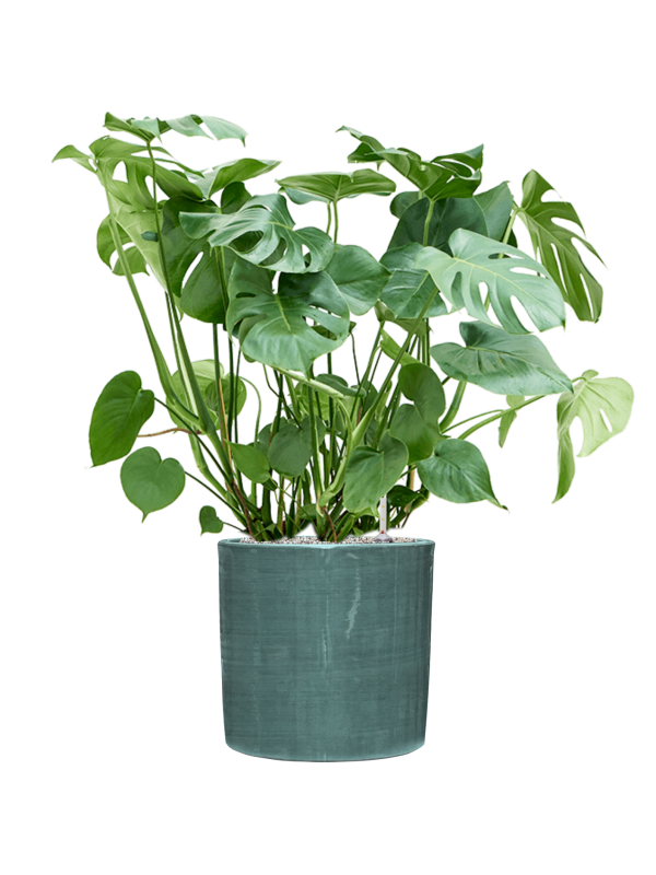 Ansamblu D36xH103cm cu planta naturala Monstera deliciosa in ghiveci Plain Striped all inclusive set cu granule decorative