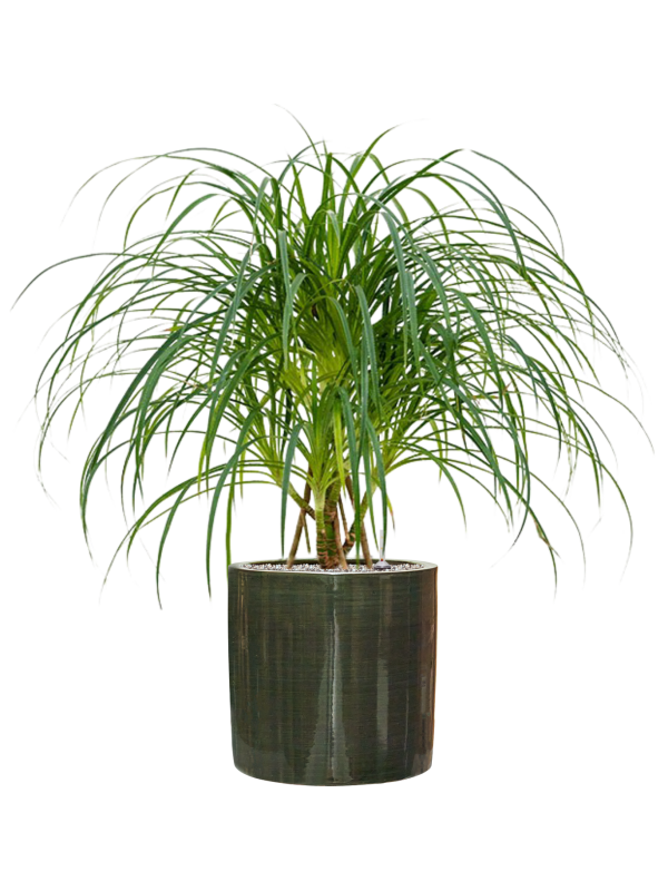 Ansamblu D36xH108cm cu planta naturala Pandanus stellatus in ghiveci Plain Striped all inclusive set cu granule decorative