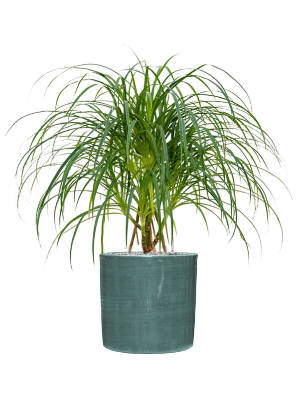 Ansamblu D36xH109cm cu planta naturala Pandanus stellatus in ghiveci Plain Striped all inclusive set cu granule decorative