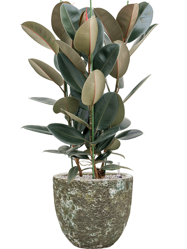 Ansamblu D36xH110cm cu planta naturala Ficus elastica 'Abidjan' in ghiveci Baq Lava all inclusive set cu granule decorative