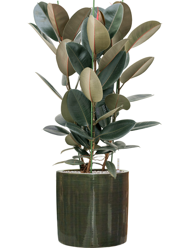 Ansamblu D36xH113cm cu planta naturala Ficus elastica 'Abidjan' in ghiveci Plain Striped all inclusive set cu granule decorative