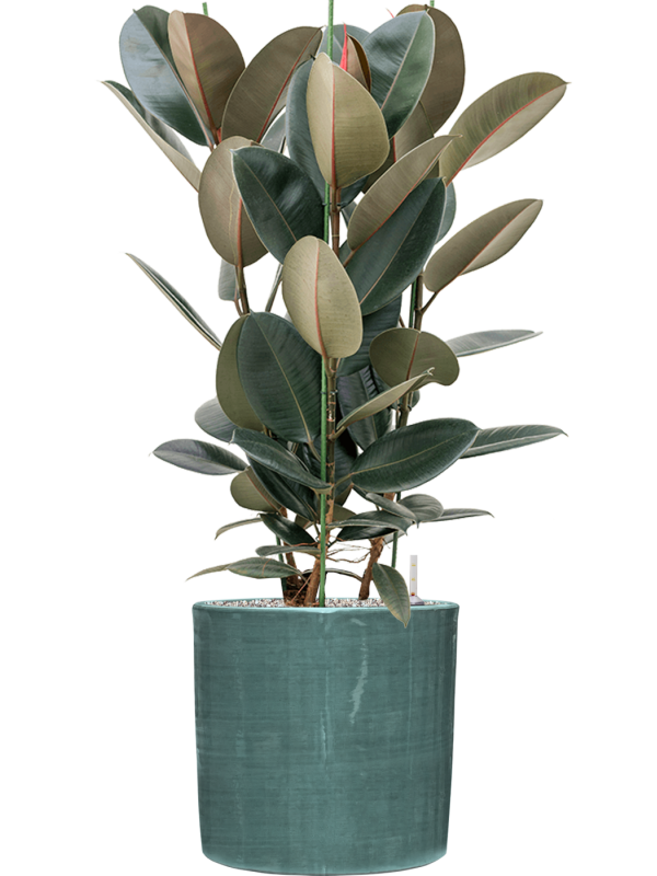 Ansamblu D36xH114cm cu planta naturala Ficus elastica 'Abidjan' in ghiveci Plain Striped all inclusive set cu granule decorative