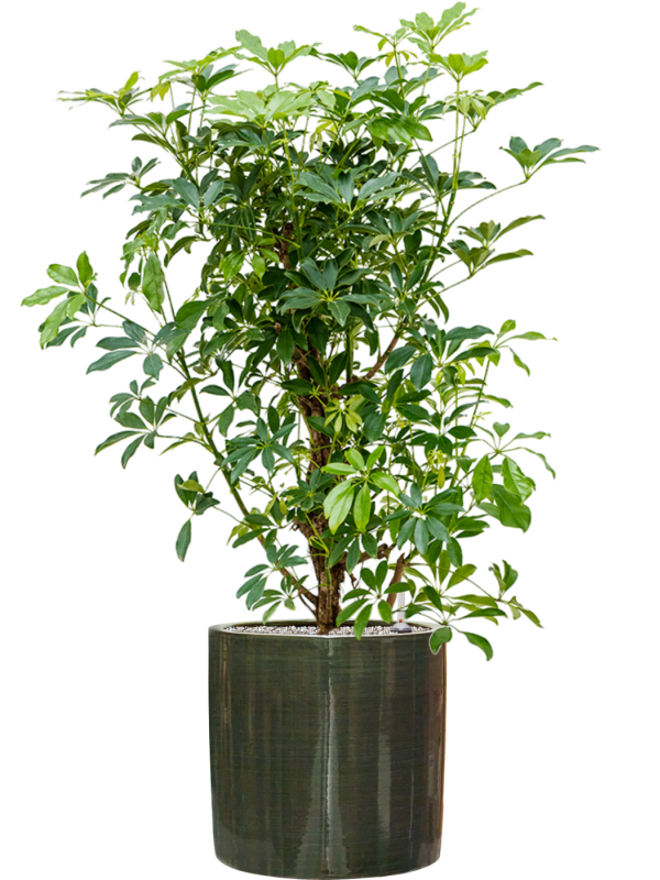 Ansamblu D36xH120cm cu planta naturala Schefflera arboricola 'Compacta' in ghiveci Plain Striped all inclusive set cu granule decorative