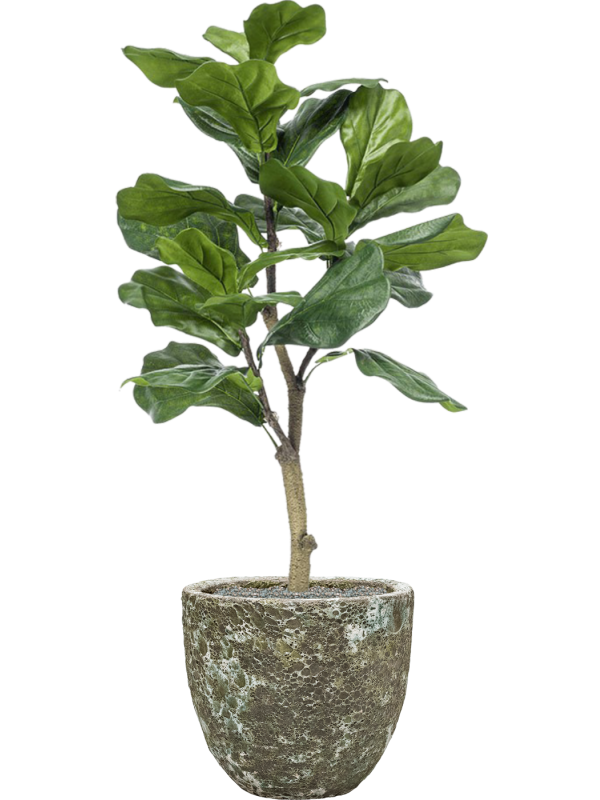 Ansamblu D36xH121cm cu planta naturala Ficus lyrata in ghiveci Baq Lava all inclusive set cu granule decorative