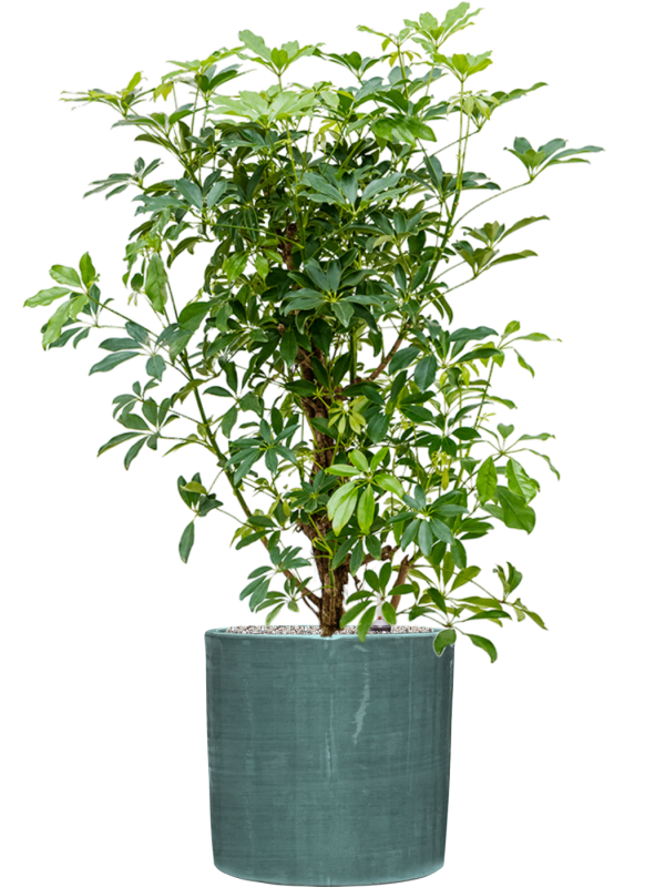 Ansamblu D36xH121cm cu planta naturala Schefflera arboricola 'Compacta' in ghiveci Plain Striped all inclusive set cu granule decorative