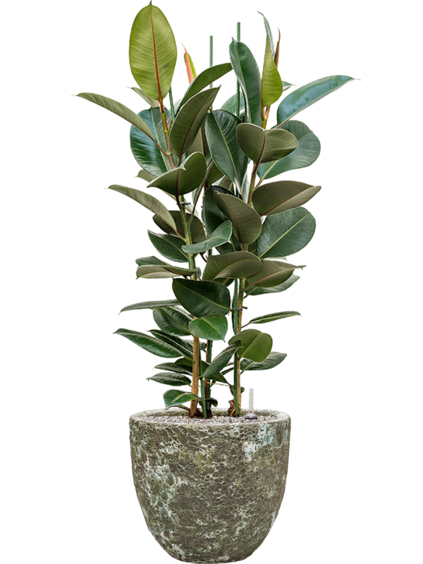 Ansamblu D36xH122cm cu planta naturala Ficus elastica 'Robusta' in ghiveci Baq Lava all inclusive set cu granule decorative