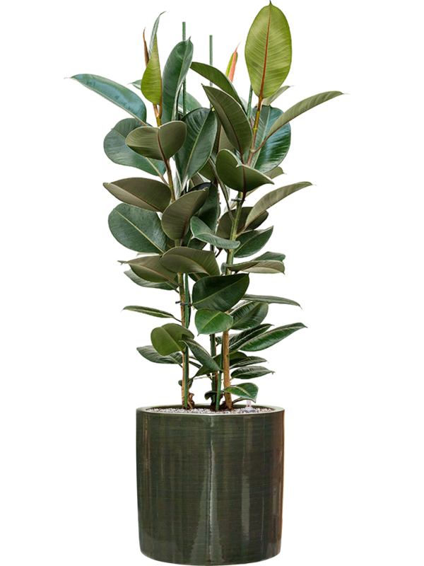 Ansamblu D36xH125cm cu planta naturala Ficus elastica 'Robusta' in ghiveci Plain Striped all inclusive set cu granule decorative