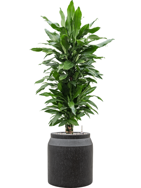 Ansamblu D36xH130cm cu planta naturala Dracaena fragrans 'Janet Lind' in ghiveci Baq Raindrop all inclusive set cu granule decorative