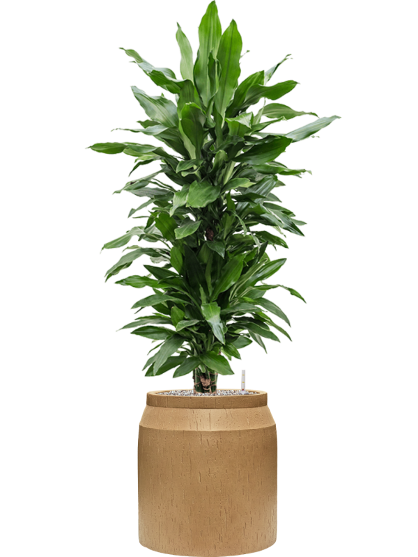 Ansamblu D36xH131cm cu planta naturala Dracaena fragrans 'Janet Lind' in ghiveci Baq Raindrop all inclusive set cu granule decorative