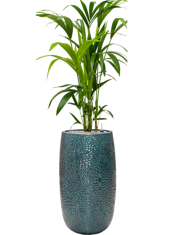 Ansamblu D36xH141cm cu planta naturala Kentia (Howea) forsteriana in ghiveci Marly all inclusive set cu granule decorative