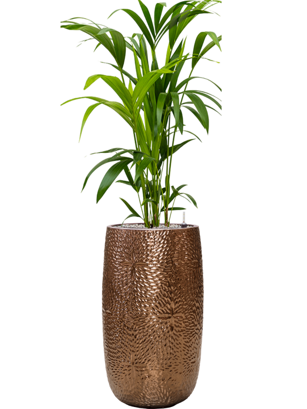 Ansamblu D36xH142cm cu planta naturala Kentia (Howea) forsteriana in ghiveci Marly all inclusive set cu granule decorative