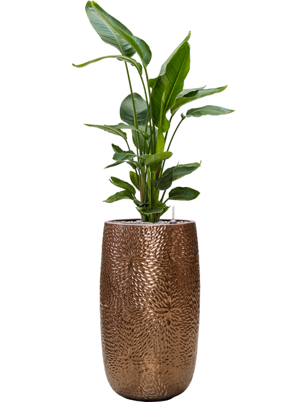 Ansamblu D36xH142cm cu planta naturala Strelitzia nicolai in ghiveci Marly all inclusive set cu granule decorative