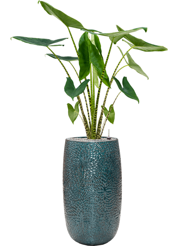 Ansamblu D36xH148cm cu planta naturala Alocasia zebrina in ghiveci Marly all inclusive set cu granule decorative