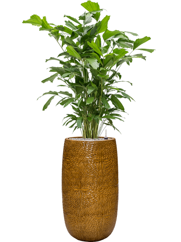 Ansamblu D36xH148cm cu planta naturala Caryota mitis in ghiveci Marly all inclusive set cu granule decorative