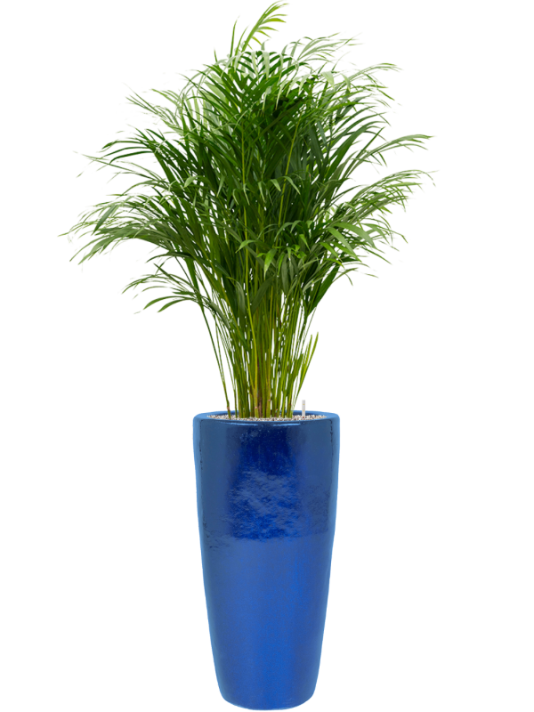 Ansamblu D36xH164cm cu planta naturala Dypsis (Areca) lutescens in ghiveci Plain all inclusive set cu granule decorative