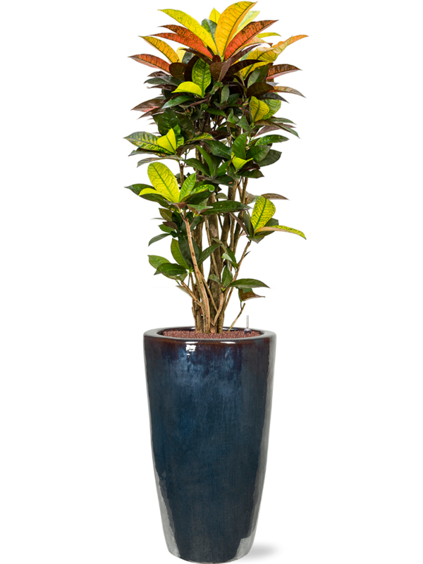 Ansamblu D36xH167cm cu planta naturala Croton (Codiaeum) variegatum 'Mrs. Iceton' in ghiveci Plain all inclusive set cu granule decorative