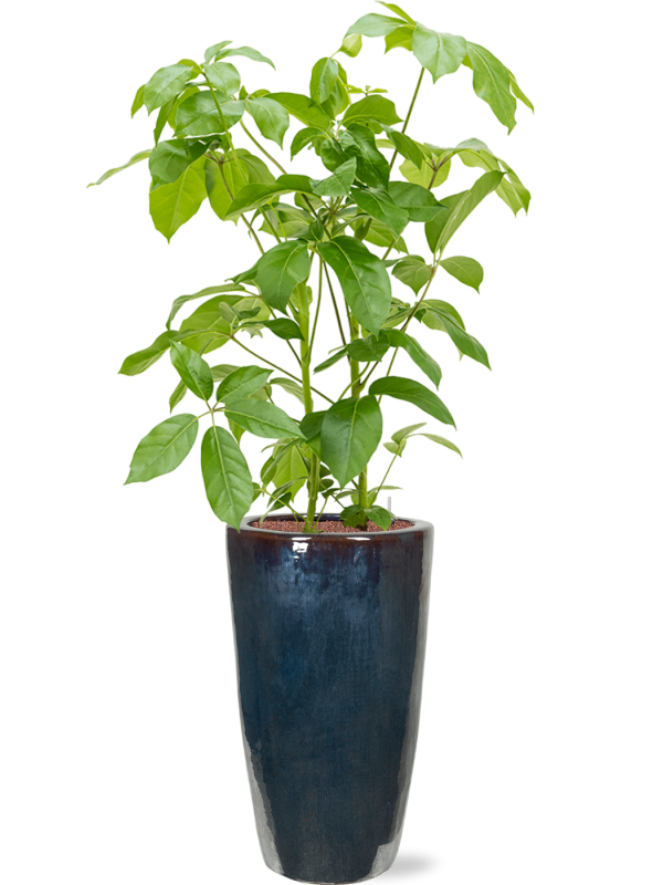 Ansamblu D36xH167cm cu planta naturala Schefflera actinophylla 'Amate' in ghiveci Plain all inclusive set cu granule decorative