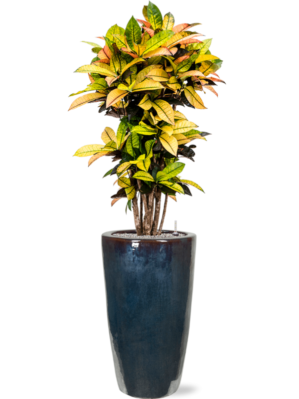 Ansamblu D36xH168cm cu planta naturala Croton (Codiaeum) variegatum 'Mrs. Iceton' in ghiveci Plain all inclusive set cu granule decorative