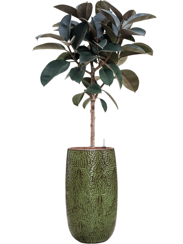 Ansamblu D36xH168cm cu planta naturala Ficus elastica 'Abidjan' in ghiveci Marly all inclusive set cu granule decorative