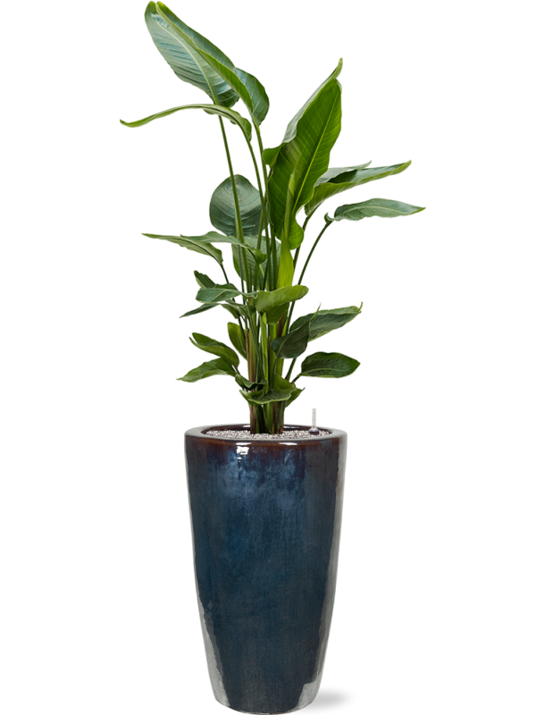 Ansamblu D36xH173cm cu planta naturala Strelitzia nicolai in ghiveci Plain all inclusive set cu granule decorative