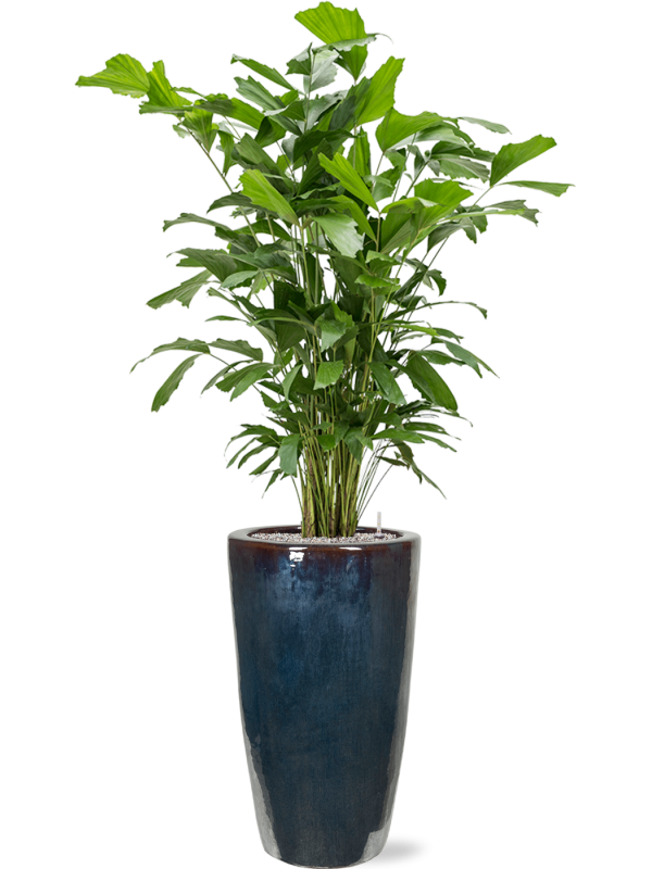 Ansamblu D36xH177cm cu planta naturala Caryota mitis in ghiveci Plain all inclusive set cu granule decorative