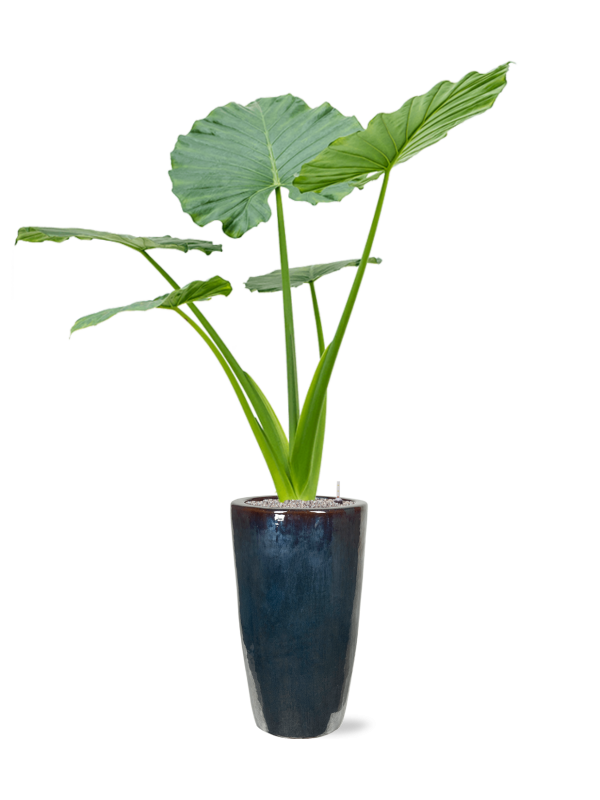 Ansamblu D36xH197cm cu planta naturala Alocasia macrorrhizos in ghiveci Plain all inclusive set cu granule decorative