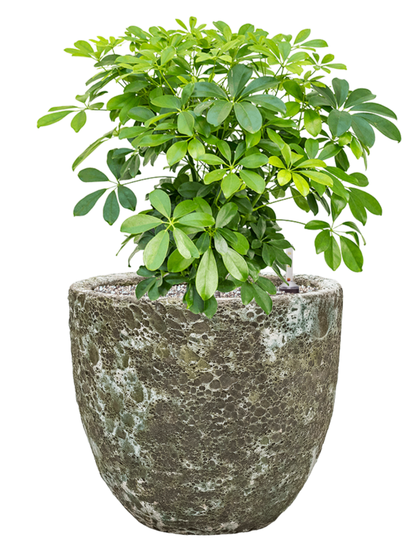 Ansamblu D36xH67cm cu planta naturala Schefflera arboricola 'Compacta' in ghiveci Baq Lava all inclusive set cu granule decorative